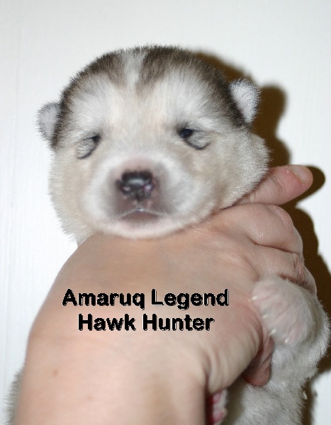 Amaruq Legend Hawk hunter