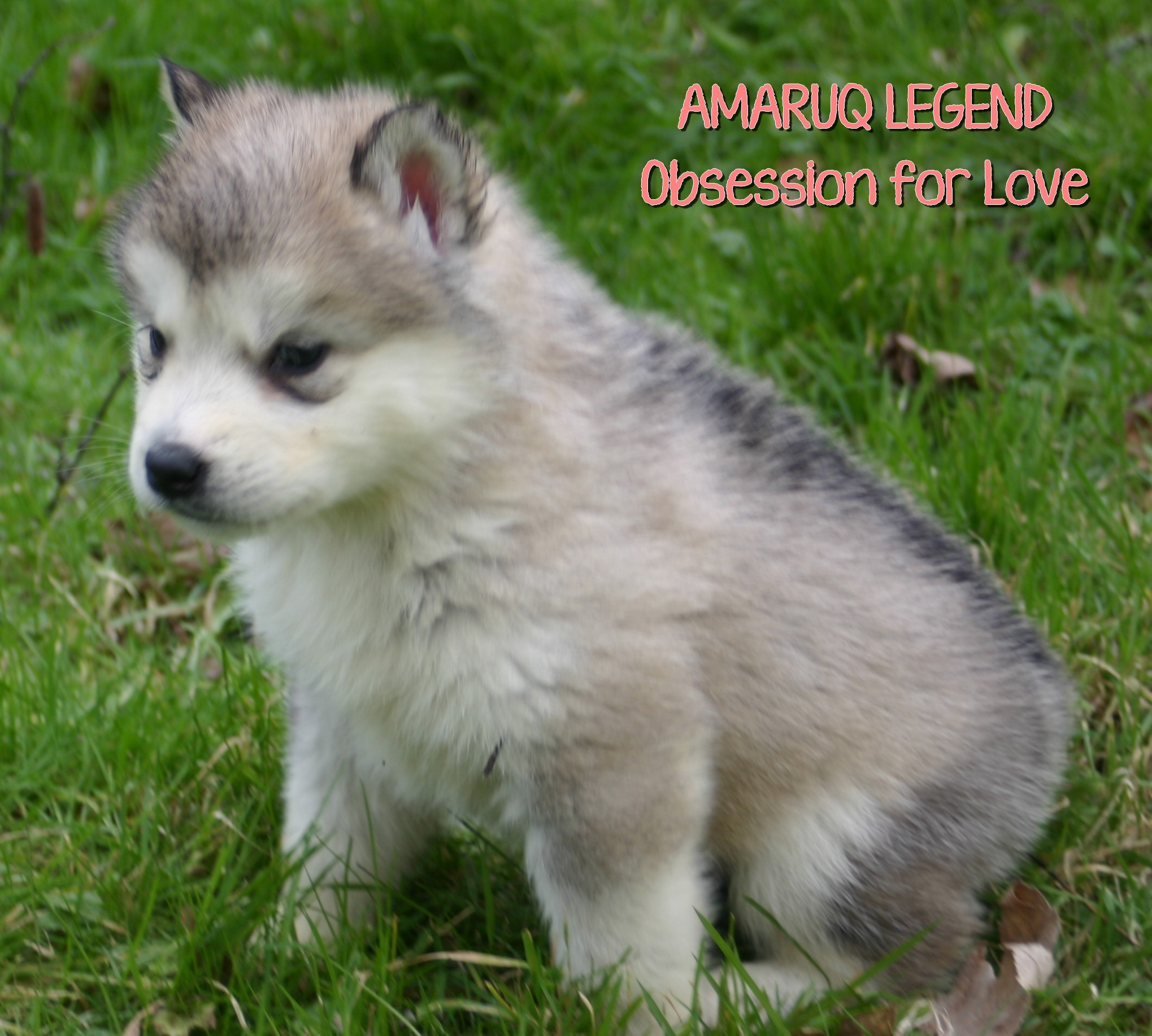 Amaruq Legend Obsession for love