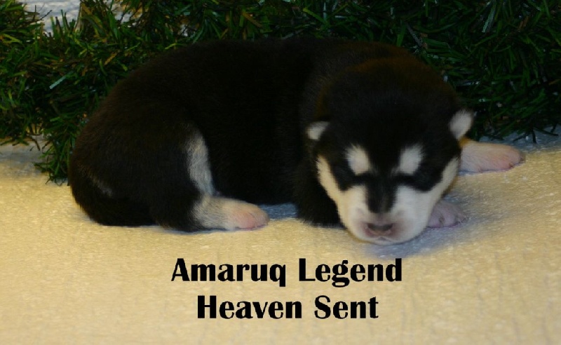 Amaruq Legend Heaven sent dite fanny