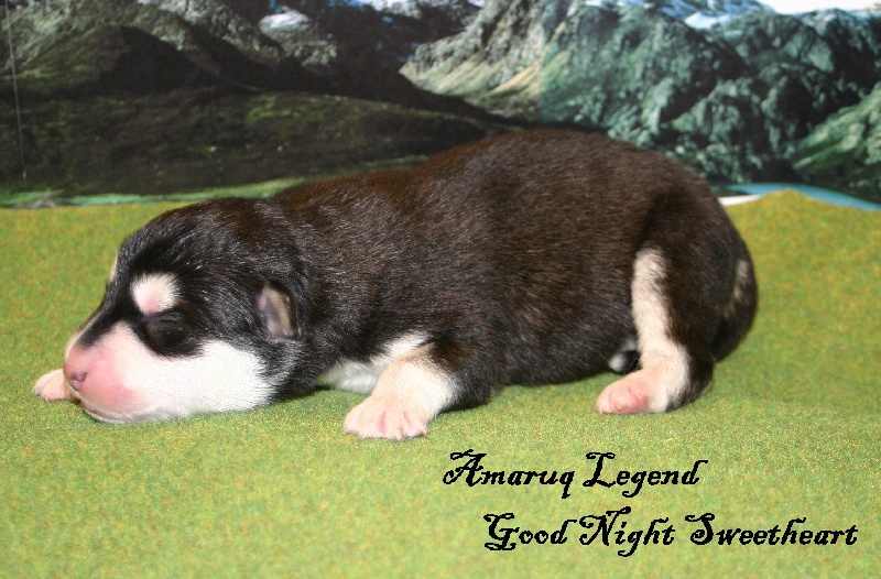 Amaruq Legend Goodnight sweetheart
