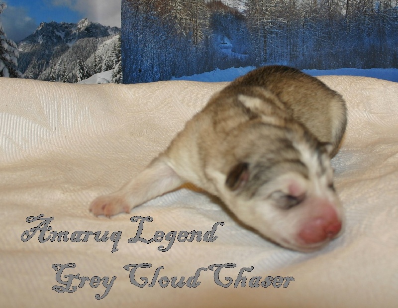 Amaruq Legend Grey cloud chaser