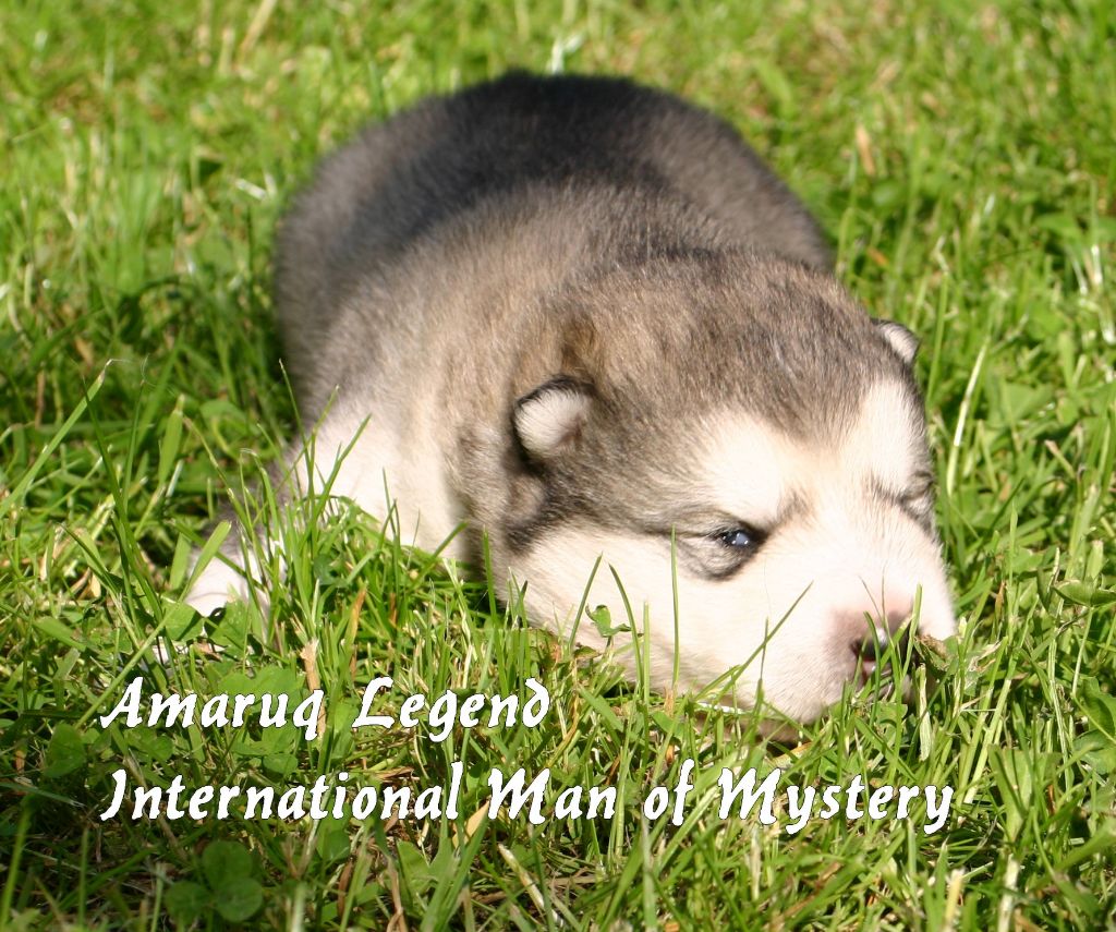 Amaruq Legend International man of mystery dit irouk